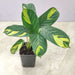 Calathea Golden Mosaic variegated indoor plant