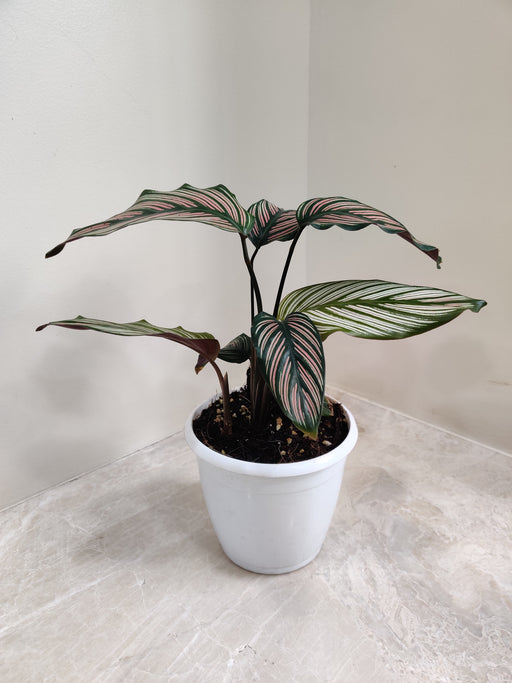 Calathea Majestica White Star indoor plant with striking leaf patterns