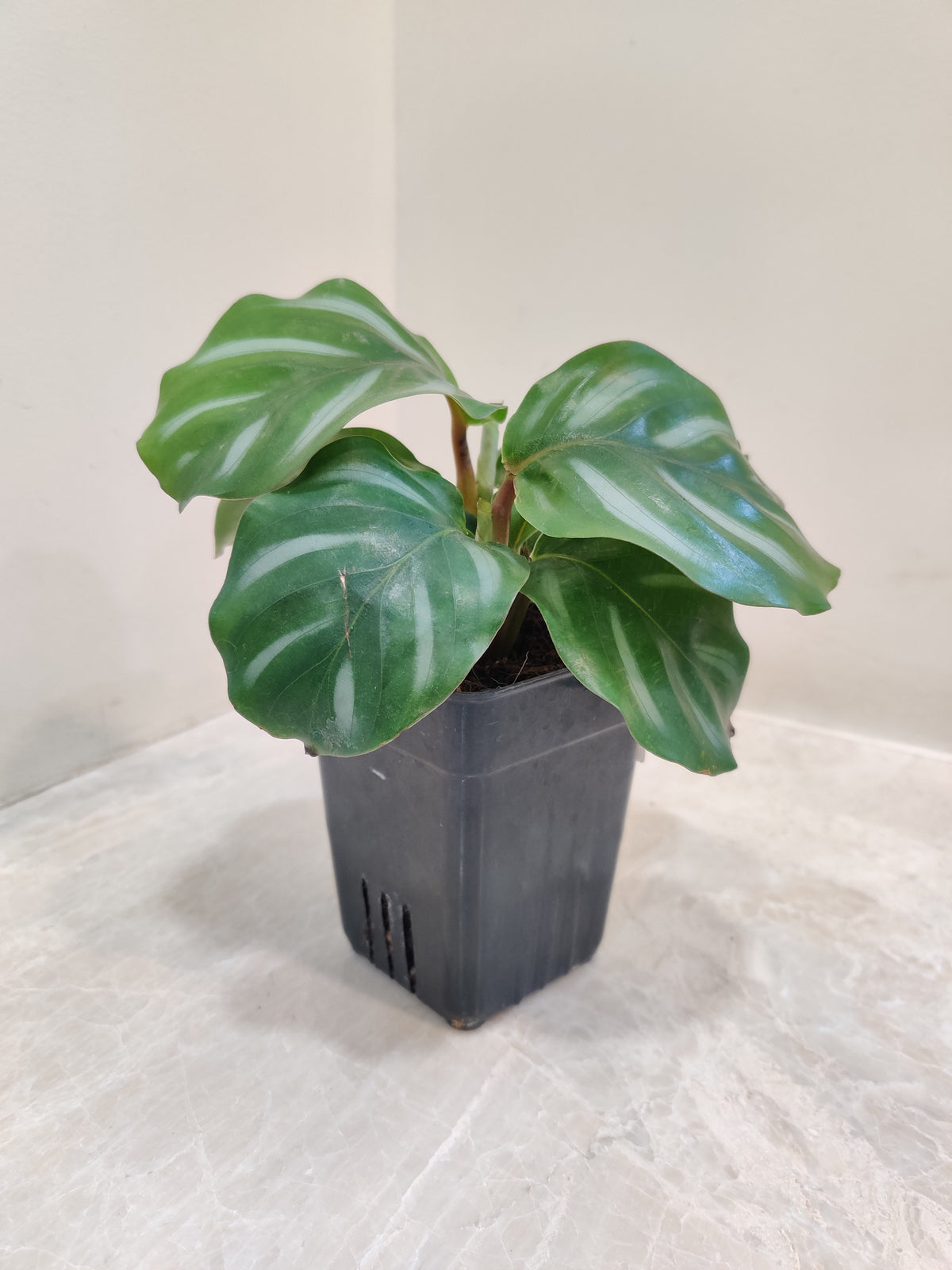 Buy Calathea Orbifolia White Plant Air Purifying & Low Maintenance