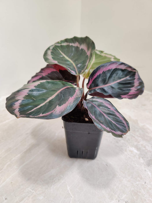 Calathea Red Wine indoor plant India