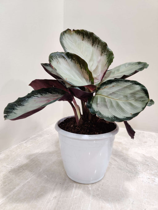 Calathea Roseopicta Rosy plant in 12 cm pot