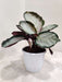 Calathea Roseopicta Rosy plant in 12 cm pot