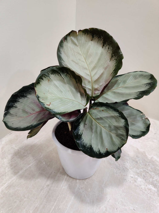 Prayer plant Rosy variety burgundy underside