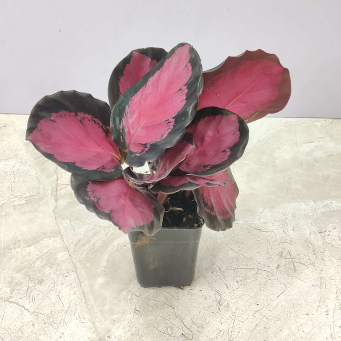Calathea Rusco pink foliage indoor plant