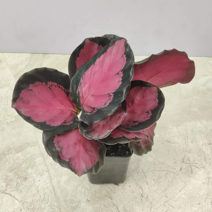 Calathea Rusco small tabletop plant