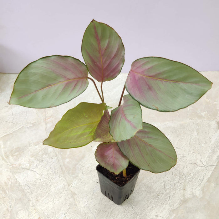 Calathea Silver Plate Plant In 7 Cm Pot
