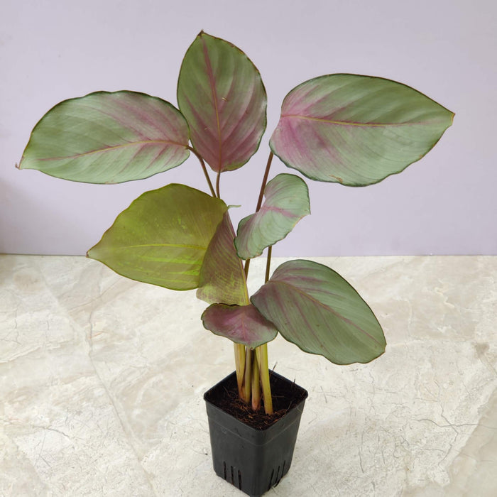 Calathea Silver Plate Plant In 7 Cm Pot