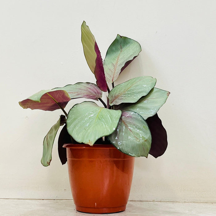 Calathea Silver Plate Plant in 12 cm nursery pot