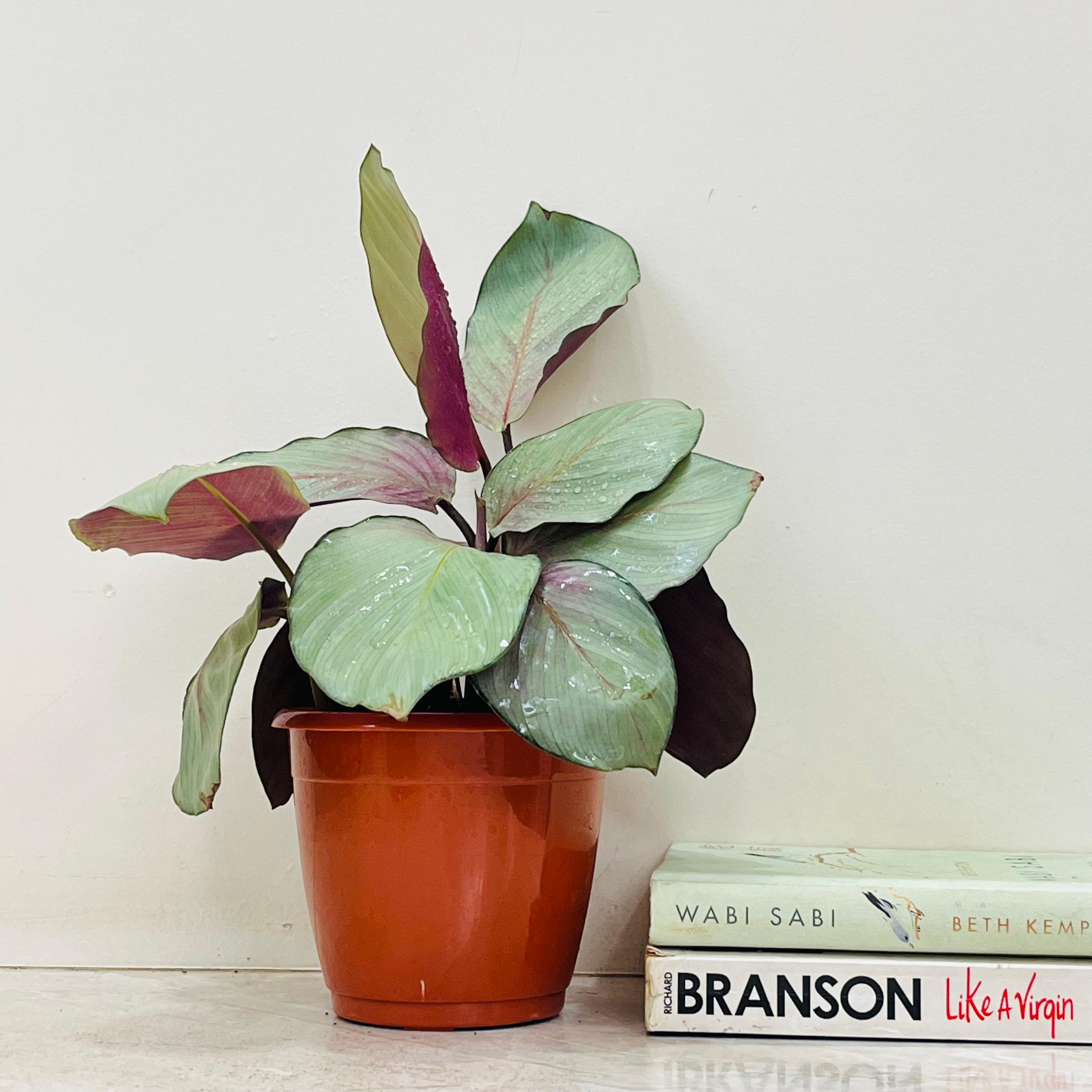 Calathea 'Silver Plate'