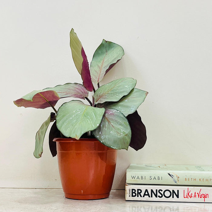 Calathea Silver Plate tabletop indoor plant 12 cm pot