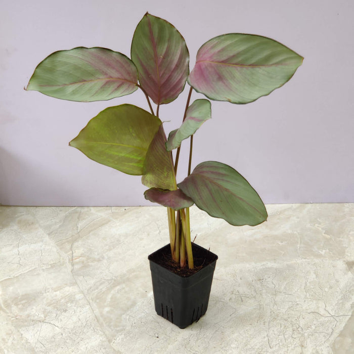 Calathea Silver Plate Plant In 7 Cm Pot