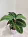Calathea Warscewiczii plant in 12 cm nursery pot