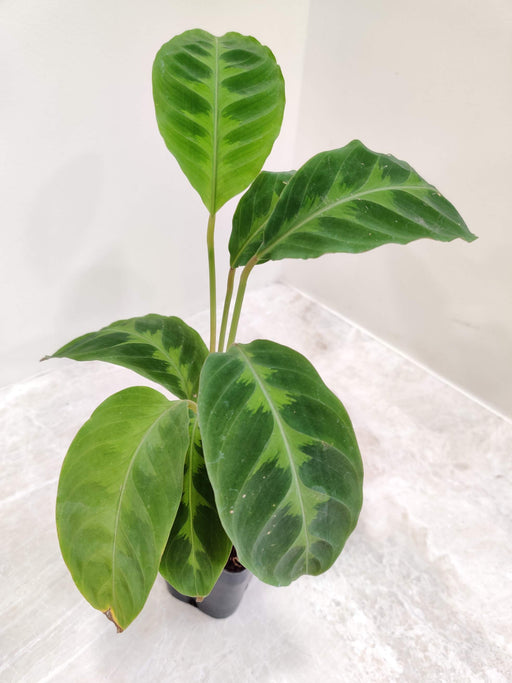 Calathea Warscewiczii small pot indoor plant India