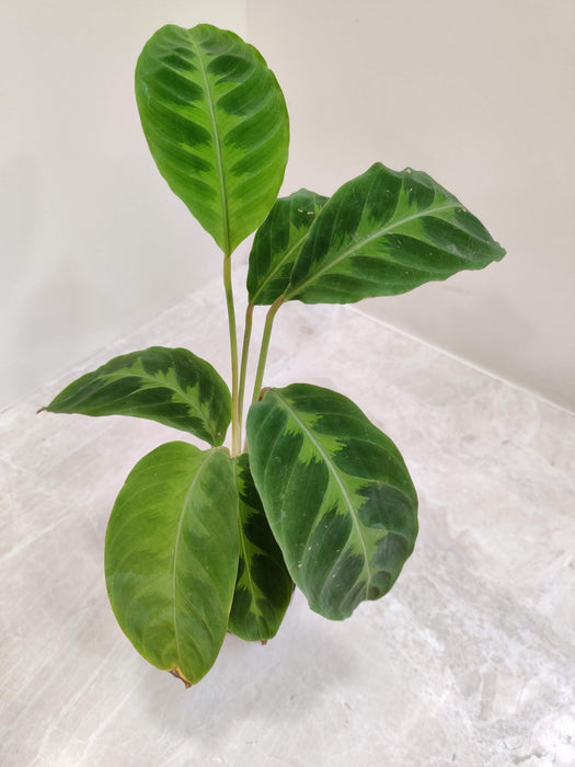 Calathea Warscewiczii plant in 7 cm nursery pot