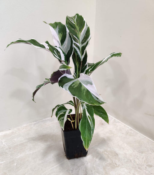 Calathea White Fusion plant in 7 cm nursery pot