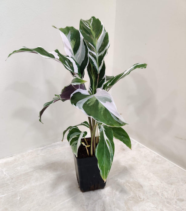 Calathea White Fusion plant in 7 cm nursery pot