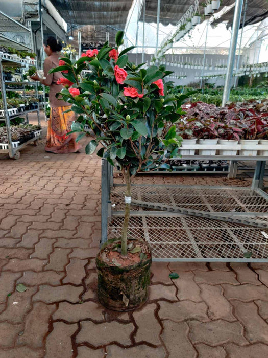 Decorative Camellia plant for indoor and garden