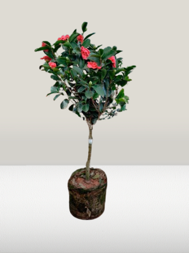 Evergreen Camellia shrub in a black grow bag