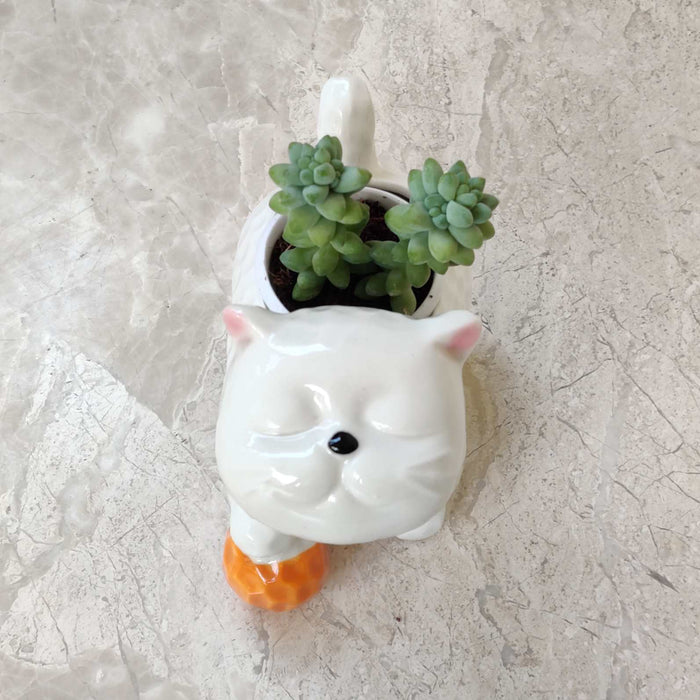 ceramic-playful-kitten-pot-hn207-indoor-plant-pot
