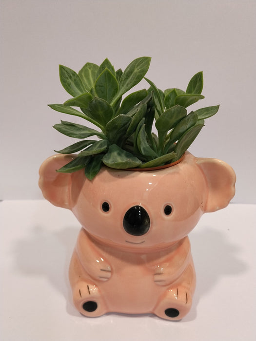 Koala Ceramic Planter | Mini Succulent Pot (Orange)