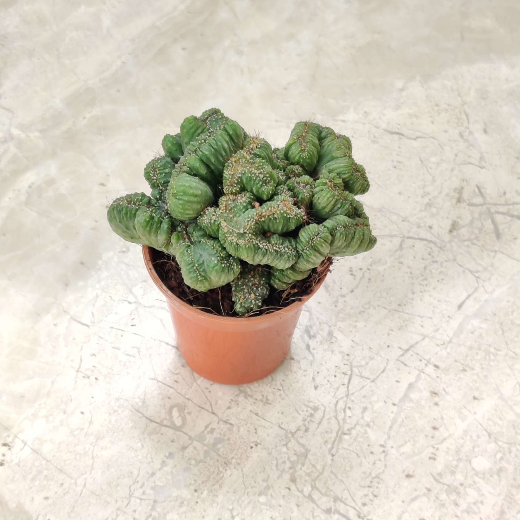 fan shaped succulent Buy Cereus Forbesii Crest Succulent in 5.5 cm Pot – ChhajedGarden.com