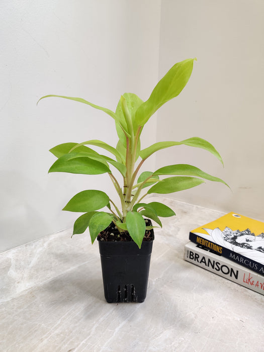 Small Indoor Ceylon Golden Philodendron