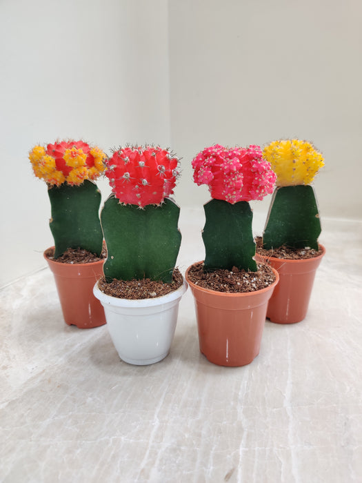 Decorative & Colorful Indoor Moon Cactus
