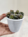 Buy-Sedum-Little-Gem-indoor-succulent-online