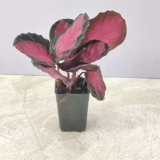 Calathea Rusco plant in 7 cm pot