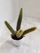 Cleistocactus Winteri Sleek Cactus Design