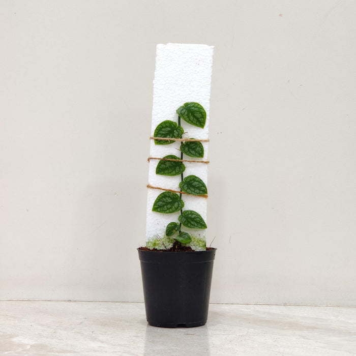 Monstera Dubia climbing plant in black pot