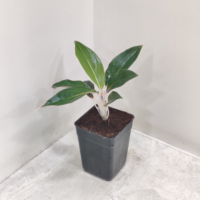 aglaonema 'sapphire suzanne' leaves Shop Now Aglaonema Sapphire Suzanne Plant – ChhajedGarden.com
