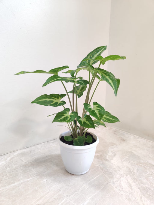Vibrant Syngonium Green Gold Plant with glossy leaves