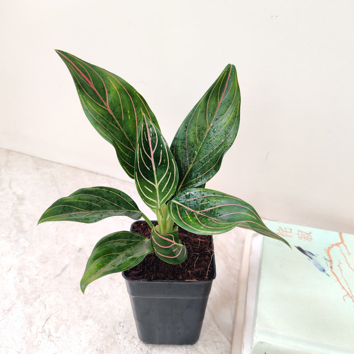 aglaonema leaf vein Buy Chinese Evergreen 'Aglaonema Red Vein' Online