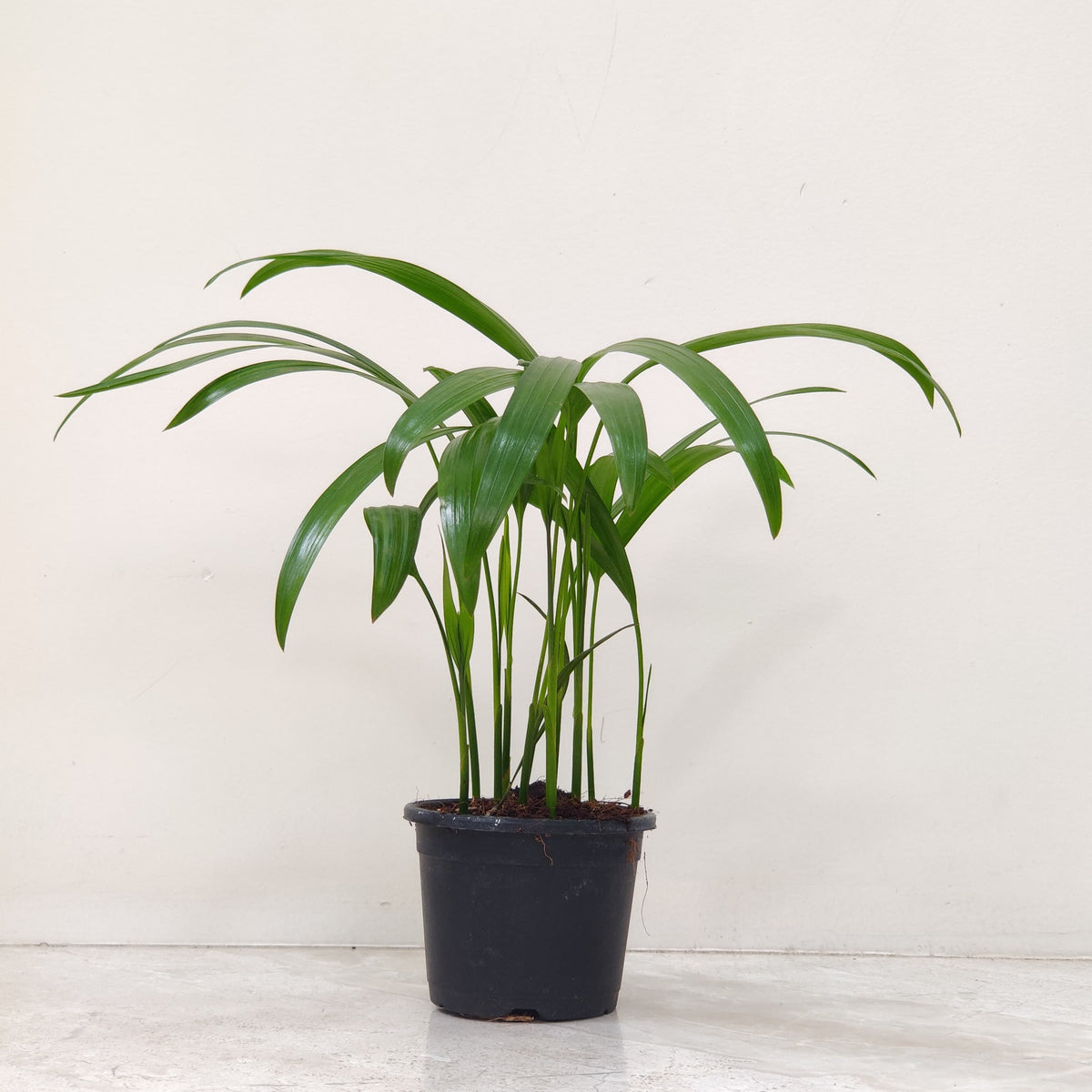 areca palm online south africa Areca Palm Plant