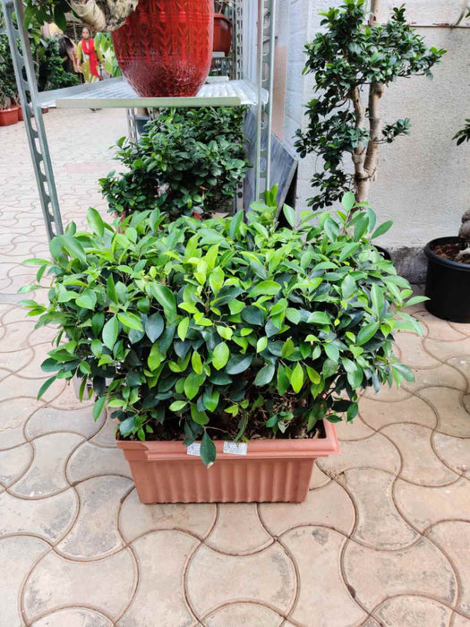 Air purifying Ficus bonsai plant