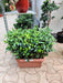 Air purifying Ficus bonsai plant