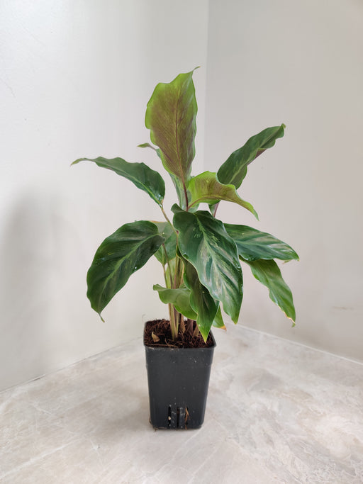 Lush Green Calathea Misto Indoor Plant