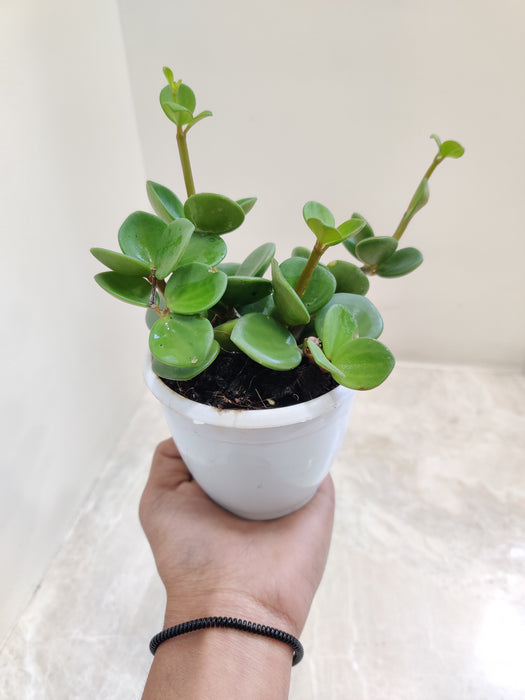 Easy-Care Indoor Peperomia Hope Plant