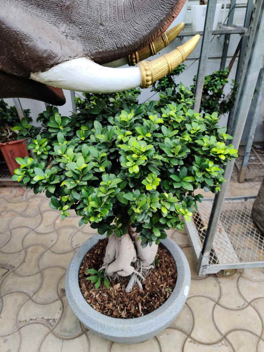 Indoor Ficus Bonsai with Thick Roots