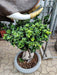 Indoor Ficus Bonsai with Thick Roots