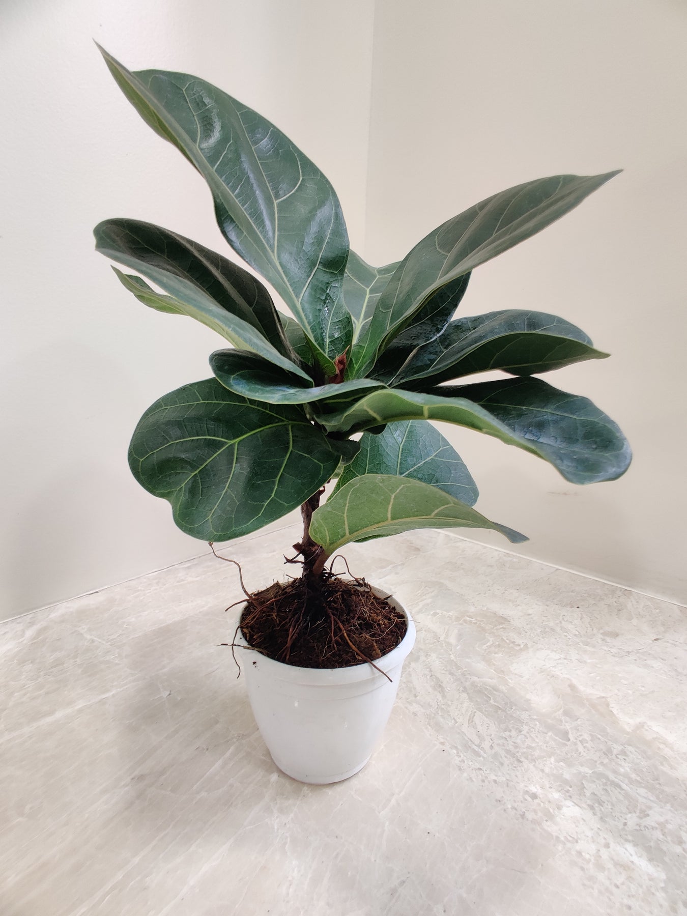 Ficus Plants