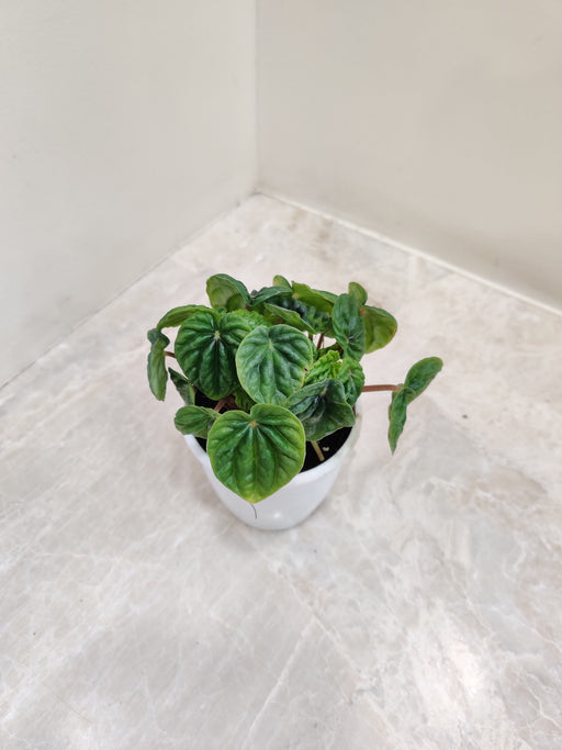 Compact Indoor Green Peperomia Plant
