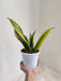 Sansevieria plant boosting wellness indoor.