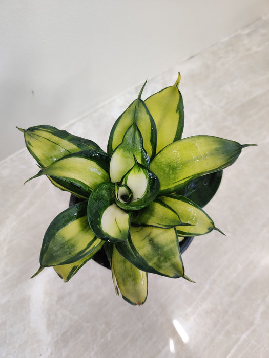 sansevieria-silver streak Buy Silver Streak Snake Plant Online at Best Price – ChhajedGarden.com