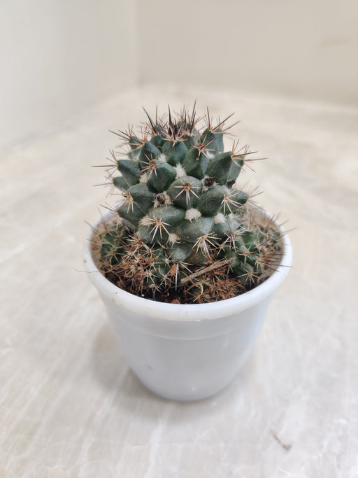 Compact Mammillaria Erythra Cactus in Pot