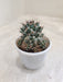 Compact Mammillaria Erythra Cactus in Pot