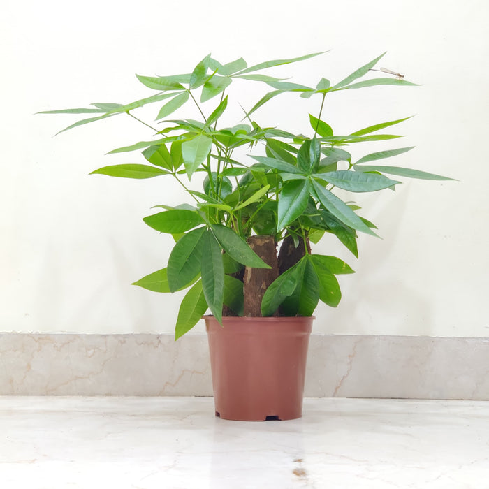Lush Green Leaves of Pachira Aquatica (Good Luck Tree) 