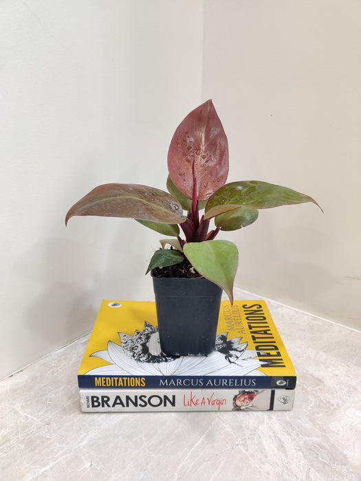 Indoor Lush Sunred Philodendron Plant