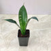 Sansevieria Trifasciata Whitaney plant in 8.5 cm pot 